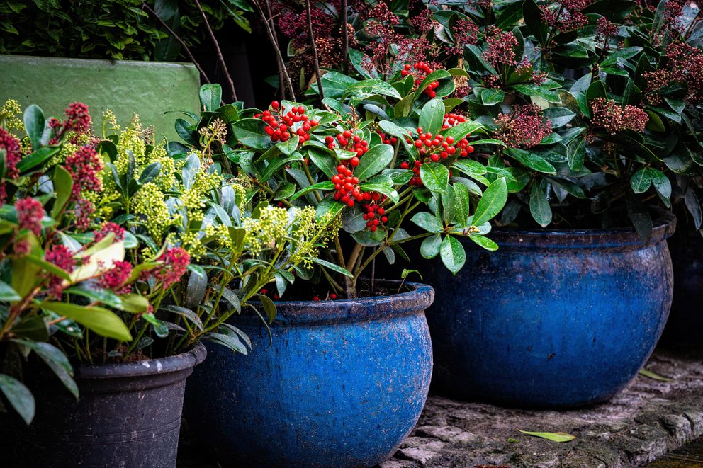 Beautiful decorative plants in the flowerpots Red gaultheria wintergreen berries