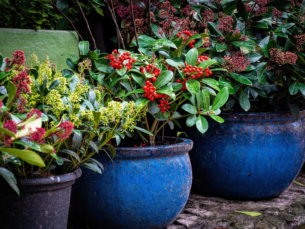 Beautiful decorative plants in the flowerpots Red gaultheria wintergreen berries