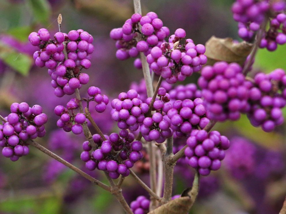 10 Oct Callicarpa Profusion AGM Adam Pasco Media