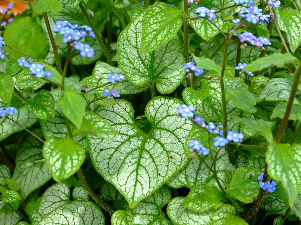 Brunera Jack Frost in April