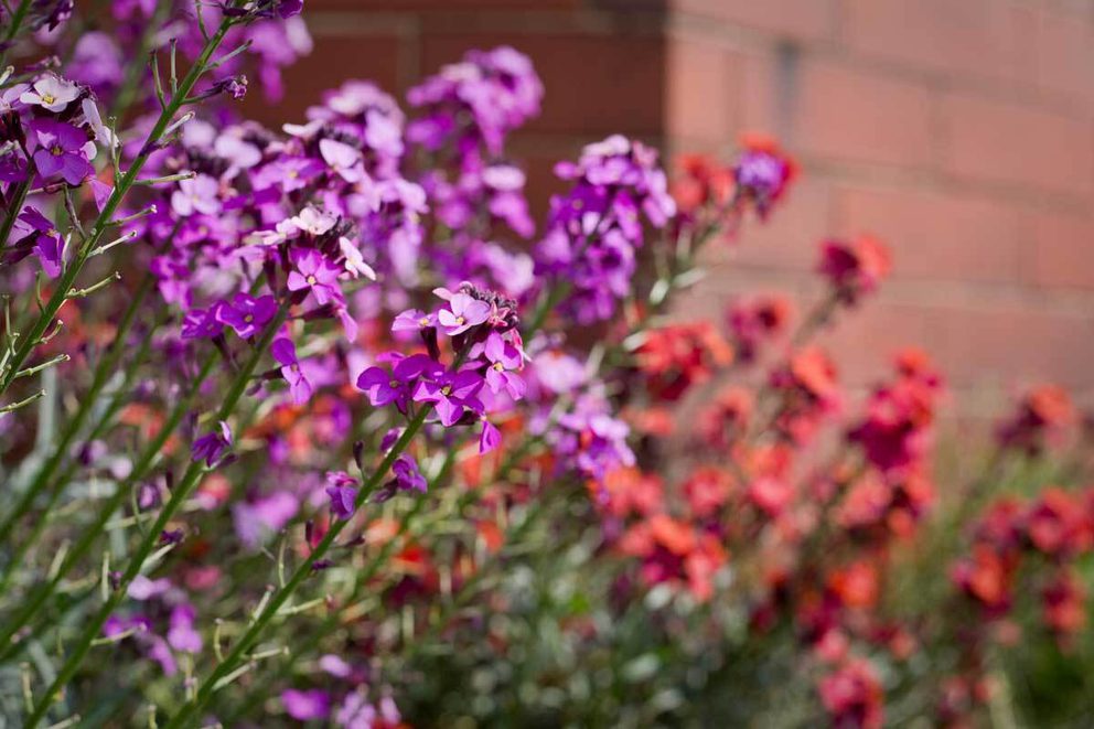 Erysium bowles mauve