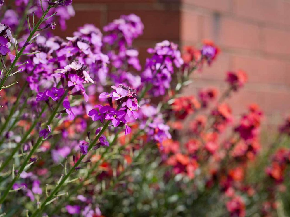 Erysium bowles mauve