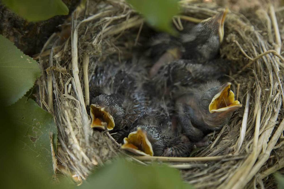 Nesting birds