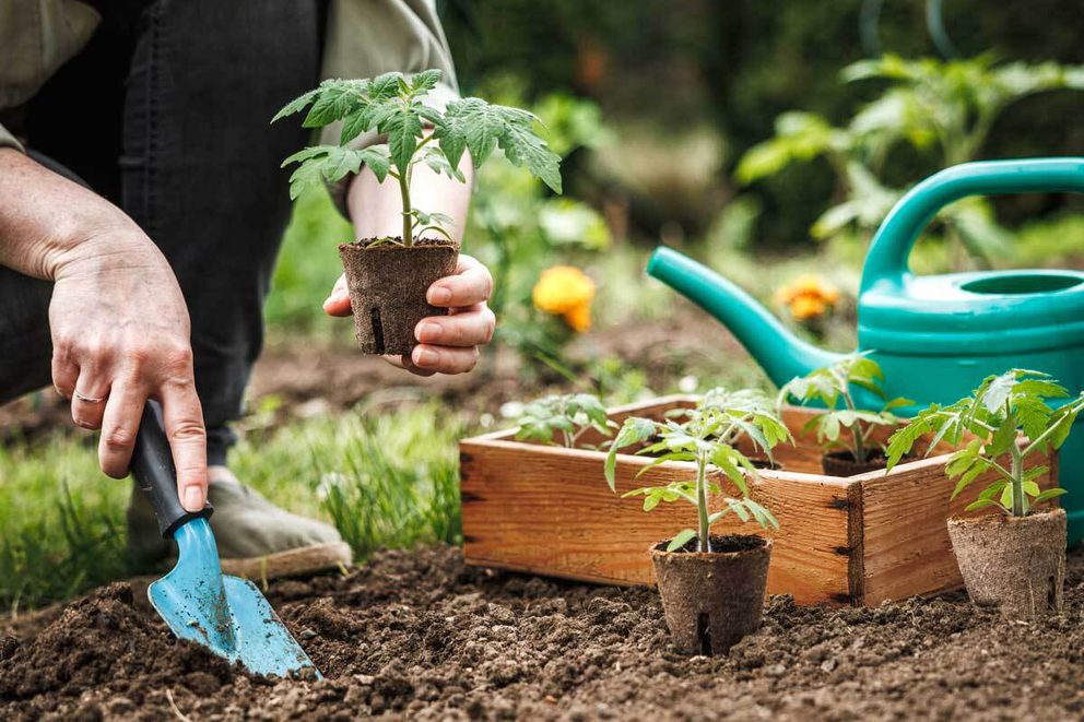 Planting outdoor tomatoes