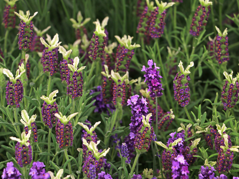 Lavandula Pretty Polly