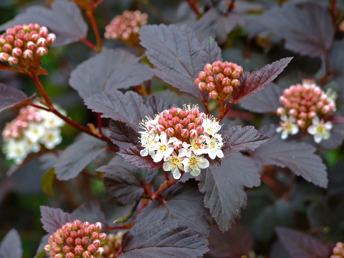 Physocarpus Opulifolius Diabolo