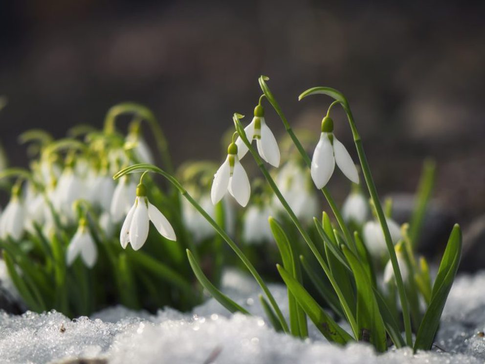 Winter drops