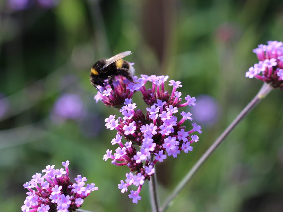 Bumble bee
