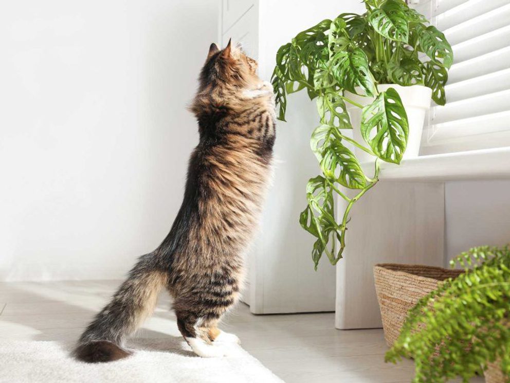 Cats love plants 2024 08 27 075853 kdqg