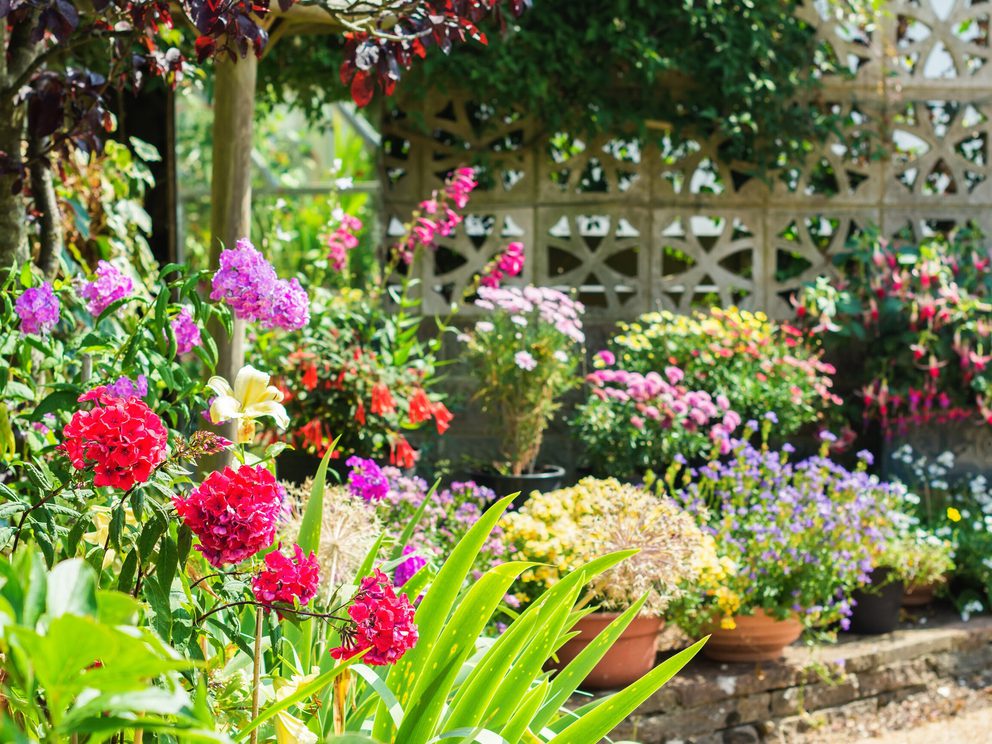 Colourful garden in summer