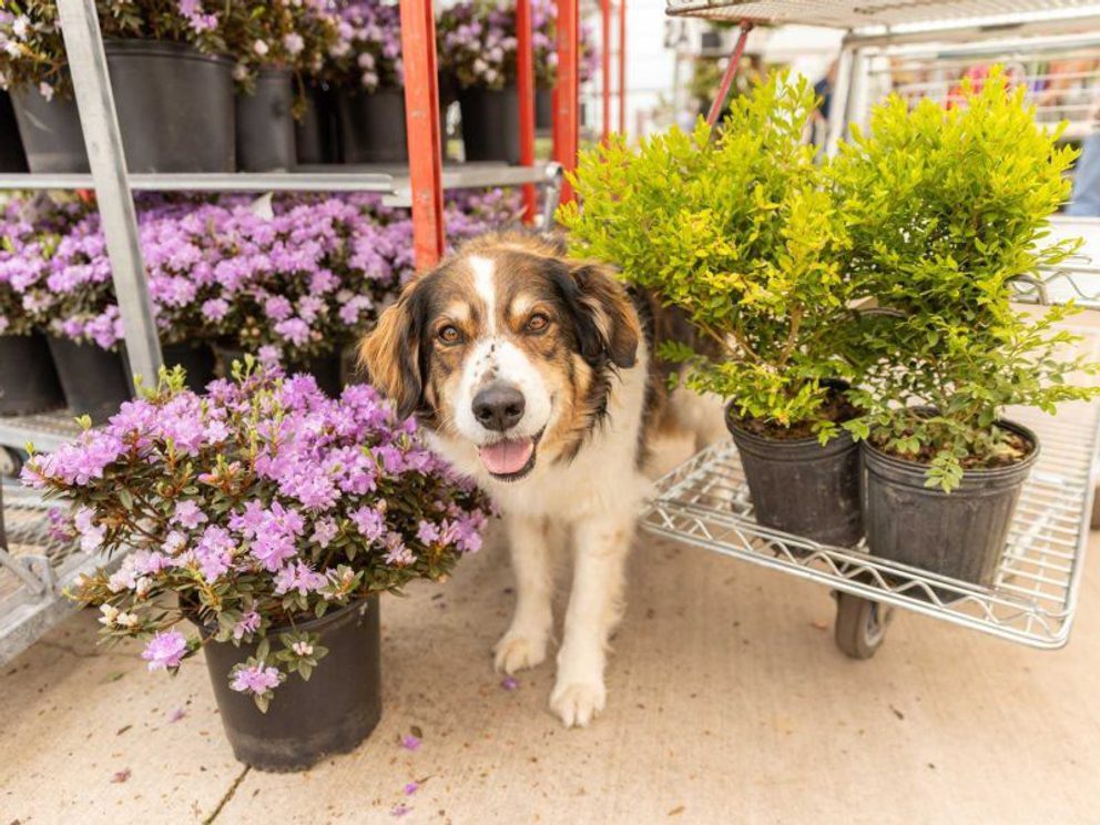 Confident friendly dogs enjoy visiting garden centres