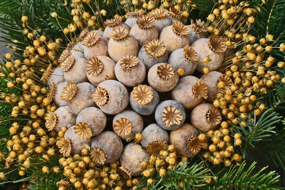 Dried seed heads with christmas greenery