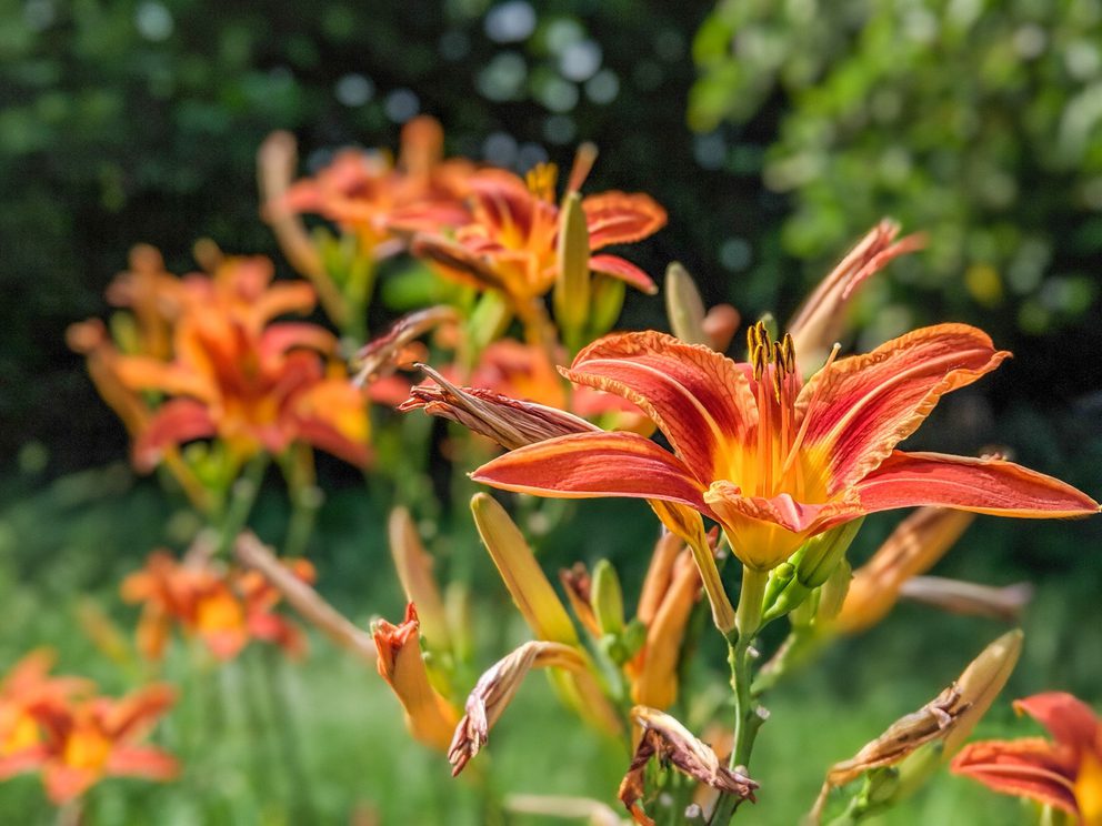 Flash dantz orange day lily