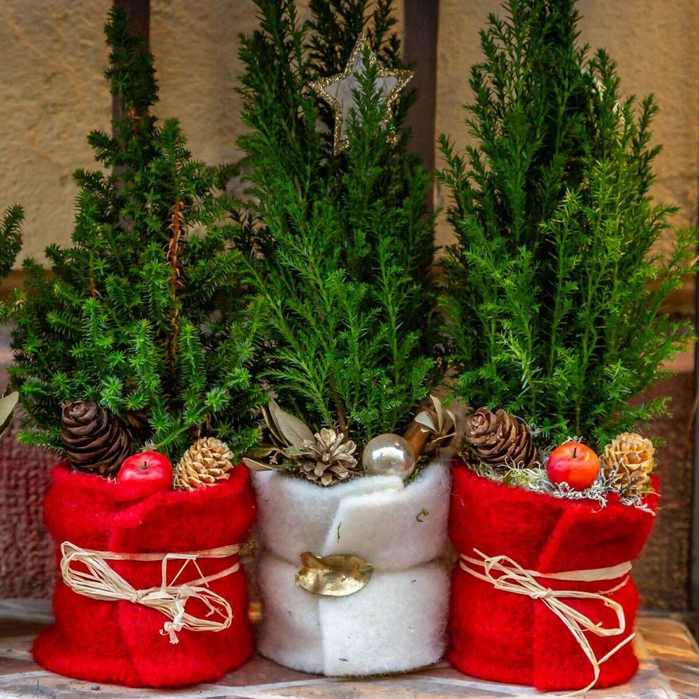 Miniature christmas trees